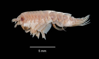 To NMNH Extant Collection (Iphimediella georgei USNM 173588 specimen "a" lateral view)