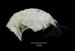 To NMNH Extant Collection (Epimeria annabellae USNM 239492 specimen "a" lateral view)