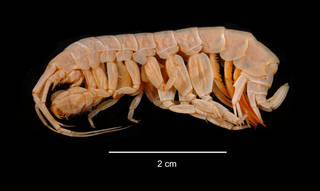 To NMNH Extant Collection (Gammarus torelli USNM 291433 lateral view)