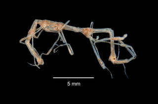 To NMNH Extant Collection (Paraproto condylata USNM 127702 lateral view)