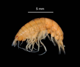 To NMNH Extant Collection (Vibilia antarctica USNM 301627 specimen "a" lateral view)