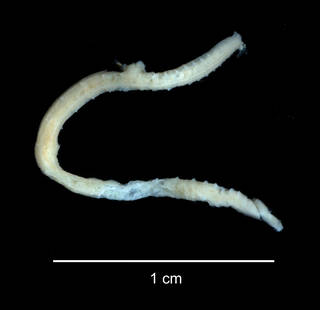 To NMNH Extant Collection (Ammotrypane nematoides USNM 46893 specimen "b" whole animal)