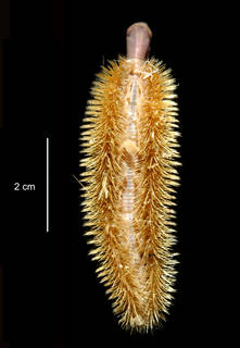 To NMNH Extant Collection (Bairdihermadion ferox USNM 57796 dorsal view)