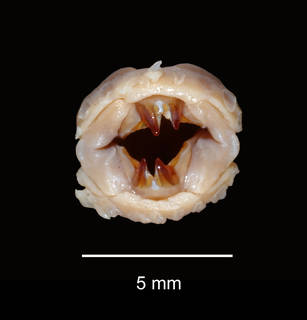 To NMNH Extant Collection (Bairdihermadion ferox USNM 57796 mouth frontal view)