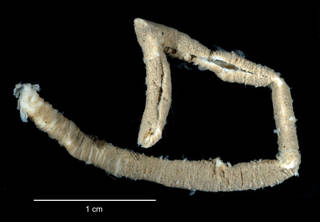 To NMNH Extant Collection (Notonuphis antarctica USNM 58411 specimen "a" worm tube)