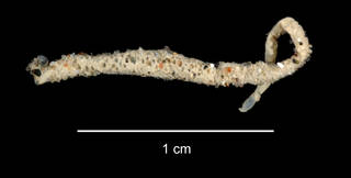 To NMNH Extant Collection (Myrioglobula antarctica USNM 47062 worm tube)