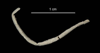 To NMNH Extant Collection (Eusamytha sexdentata USNM 47022 worm tube)