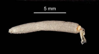 To NMNH Extant Collection (Eusamytha sexdentata USNM 47025 specimen "a" worm in tube)