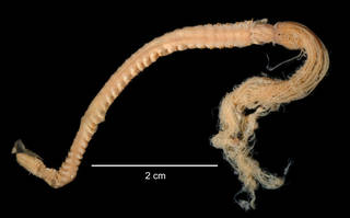 To NMNH Extant Collection (Potamethus scotiae USNM 57455 specimen "b" ventral view)