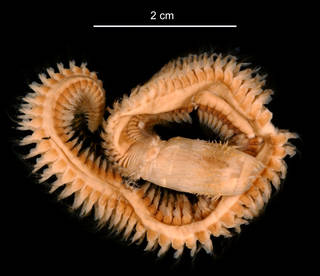 To NMNH Extant Collection (Aglaophamus trissophyllus USNM 23795 dorsal view)