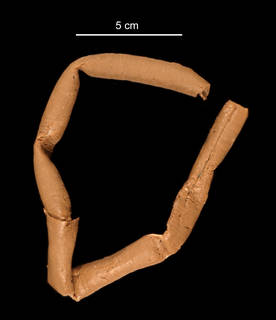 To NMNH Extant Collection (Abyssoclymene annularis USNM 58102 worm tube)