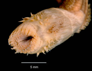 To NMNH Extant Collection (Aglaophamus trissophyllus USNM 23795 mouth)