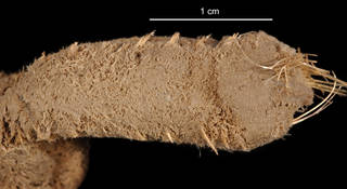 To NMNH Extant Collection (Ilyphagus coronatus USNM 56696 bristles)