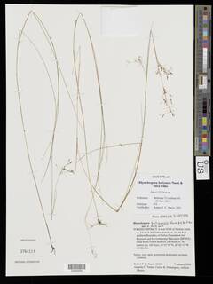 To Rhynchospora_belizensis_NMNH3764114_type_1