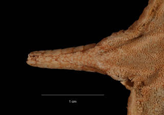 To NMNH Extant Collection (Abyssaster diadematus (Sladen) (USNM E13505) arm, dorsal view)