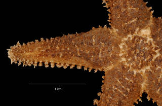 To NMNH Extant Collection (Lysasterias lactea (Ludwig, 1903) (USNM E13563) arm, dorsal view)