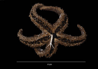To NMNH Extant Collection (Lysasterias adeliae (Koehler) (USNM E13581) ventral view)