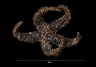 To NMNH Extant Collection (Lysasterias adeliae (Koehler) (USNM E13581) dorsal view)
