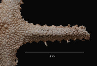 To NMNH Extant Collection (Gaussasteran antarcticus (Sladen) (USNM E13584) arm, dorsal view)