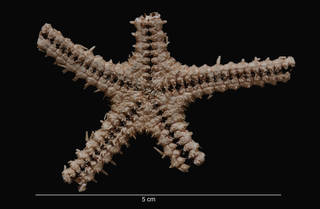 To NMNH Extant Collection (Gaussasteran antarcticus (Sladen) (USNM E13584) ventral view)