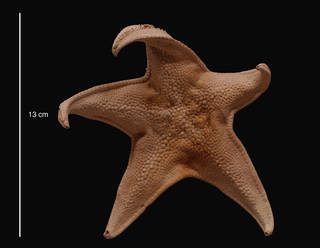 To NMNH Extant Collection (Acondontaster conspicuus (Koehler, 1920) (USNM E13651) dorsal view)