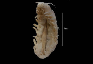 To NMNH Extant Collection (Oneirophanta mutabilis mutablilis Theel (USNM E27527) ventral view)
