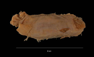 To NMNH Extant Collection (Amperima robusta (Theel) (USNM E27707) dorsal view)