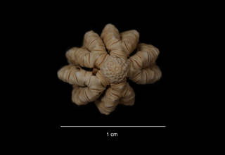 To NMNH Extant Collection (Florometra mawsoni Clark (USNM E31473) aboral view)