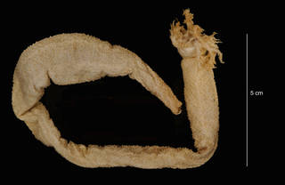 To NMNH Extant Collection (Paracucumis antarctica Mortensen (USNM E33428) dorsal view)