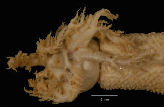 To NMNH Extant Collection (Paracucumis antarctica Mortensen (USNM E33428) oral view)