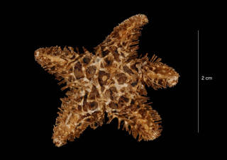To NMNH Extant Collection (Peribolaster macleni Koehler (USNM E38564) dorsal view)