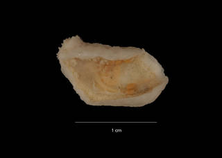 To NMNH Extant Collection (Psolus punctatus Ekman (USNM E40651) ventral view)