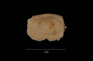 To NMNH Extant Collection (Psolidium granulosum (Vaney) (USNM E40812) ventral view)