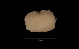 To NMNH Extant Collection (Psolidium granulosum (Vaney) (USNM E40812) dorsal view)
