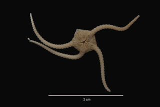 To NMNH Extant Collection (Theodoria relegata (Koehler, 1922) (USNM E43592) ventral view)