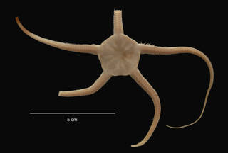 To NMNH Extant Collection (Ophionotus victoriae Bell (USNM E43624) dorsal view)