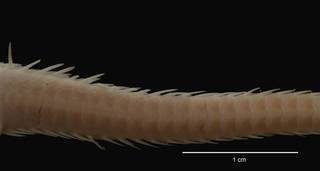 To NMNH Extant Collection (Ophionotus victoriae Bell (USNM E43624) arm, dorsal view)