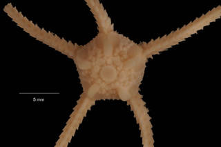 To NMNH Extant Collection (Ophiosteira echinulata Koehler (USNM E43646) disc, dorsal view)