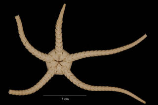 To NMNH Extant Collection (Ophiosteira debitor Koehler (USNM E43742) ventral view)