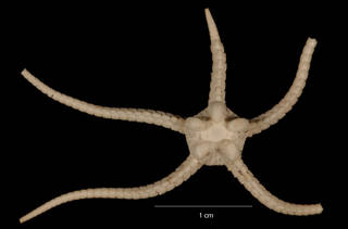 To NMNH Extant Collection (Ophiosteira debitor Koehler (USNM E43742) dorsal view)
