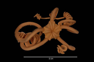 To NMNH Extant Collection (Astrotoma agassizi Lyman, 1875 (USNM E44014) dorsal view)