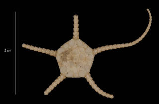 To NMNH Extant Collection (Ophiuolepis tuberosa (Mortensen) (USNM E43785) dorsal view)