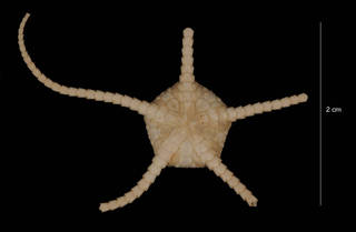 To NMNH Extant Collection (Ophiuolepis tuberosa (Mortensen) (USNM E43785) ventral view)