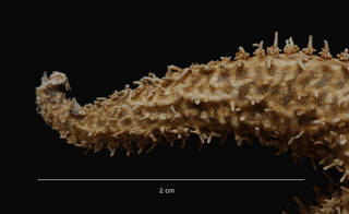 To NMNH Extant Collection (Notasterias bongraini (Koehler) (USNM E43875) arm,dorsal view)