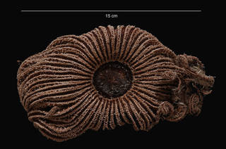 To NMNH Extant Collection (Labidiaster ammulatus Sladen, 1889 (USNM E43838) ventral view)