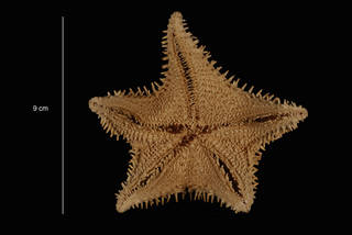 To NMNH Extant Collection (Hippasteria hyadesi Perrier (USNM E43921) ventral view)