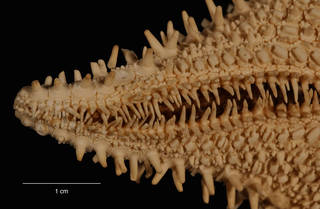To NMNH Extant Collection (Hippasteria hyadesi Perrier (USNM E43921) arm, ventral view)