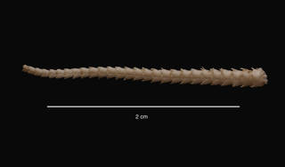 To NMNH Extant Collection (Theodoria partita (Koehler) (USNM E43938) arm, ventral view)