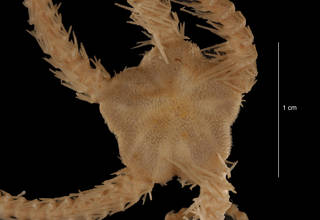 To NMNH Extant Collection (Ophiacantha cf. cosmica Lyman (USNM E44076) disc, dorsal view)