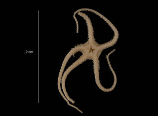 To NMNH Extant Collection (Ophiocten sp. (USNM E44680) ventral view)